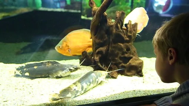 Cute little kid watching with interest at different fish in big aquarium. Real time full hd video footage.
