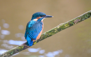 Kingfisher fledgling