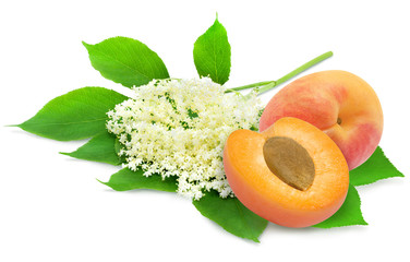 Sprig of sambucus with green leaves and apricots isolated on a white background. Ingredients for syrup. Design element for product label, catalog print, web use.