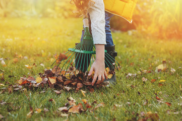 happy child girl playing little gardener in autumn and picking leaves into basket. Seasonal garden work.