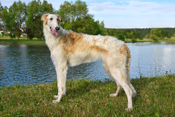 White Russian wolfhound