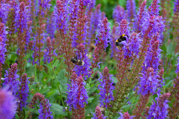 Busy Bees