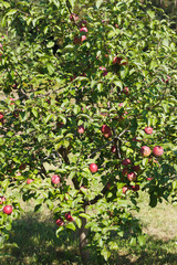 Fototapeta na wymiar Apple tree with red apples, soft focus background