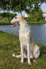 White Russian wolfhound