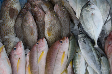 fresh seafood catch of the day on ice i a market tray