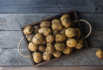 Harvested potatoes, fresh organic vegetables on wooden backgroundtop view