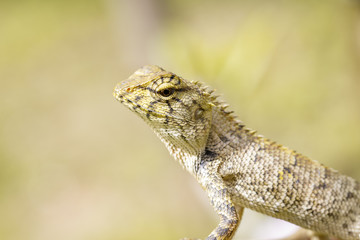 Image of chameleon or lizard on nature background. Reptile