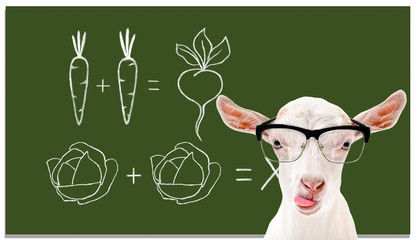 Portrait of a smart goat wearing glasses on the background of a school board
