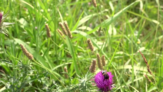 slow motion clip of bumble bee  pollinating pink alpine sow-thistle wild flower on green background
