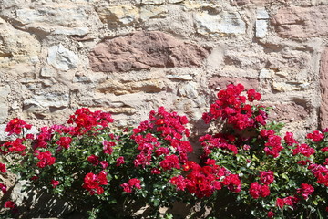 Rote Blumen vor der Mauer