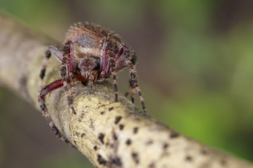 Image of Araneus hamiltoni spider(Hamilton's Orb Weaver) on dry branches. Insect Animal