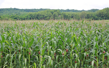 Green field of young corn.