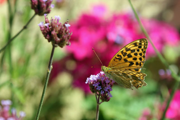 Obraz premium Schmetterling auf der Blume