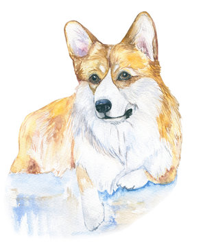 Corgi dog. Watercolor close up portrait of dog isolated on a white background. Funny dog . Hand drawn cute pet.  Greeting card design clip art illustration
