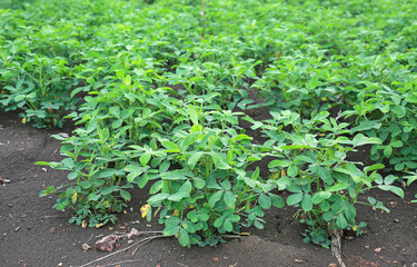 peanut tree in the field.