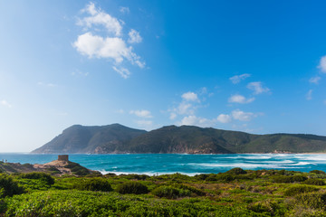 Green plants by the sea in Porto Ferro