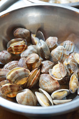 shell clams