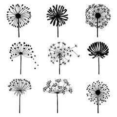 Obraz premium Zestaw doodle mniszek lekarski. Elementy dekoracyjne do projektowania, kwitnące kwiaty mlecze.