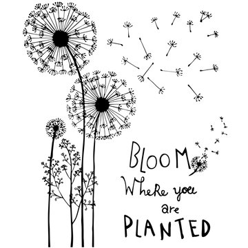 Hand drawn dandelion flowers, with hand lettering isolated on white. Bloom where you are planted.