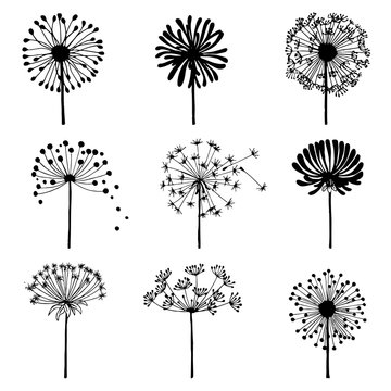 Set of doodle dandelions. Decorative Elements for design, dandelions flowers blooming.