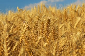 wheat field closeup