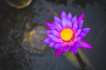 Purple waterlily in pond close up.