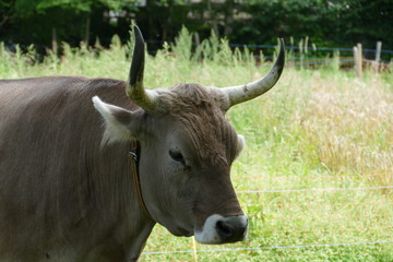 Porträt eines Ochsen auf der Weide