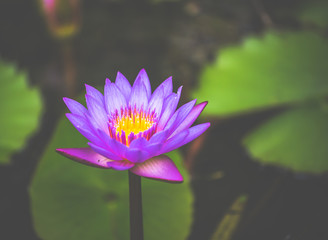 Purple waterlily in pond close up.