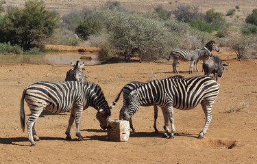 Fototapeta na wymiar Zebras at Pilanesberg