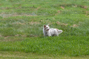 Naklejka na ściany i meble West highland terrier dog outdoors in summer