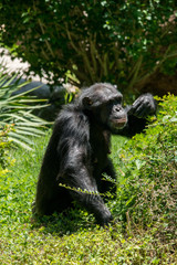 Fototapeta premium Chimpanzee
