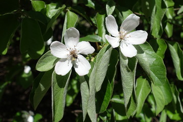 Insect pollinating quince flowers in spring orchard
