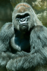 Fototapeta premium Gorilla