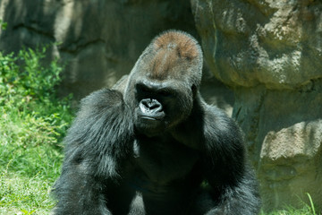 Gorilla