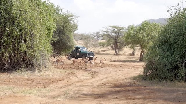 Group of springbok by tourist van in africa