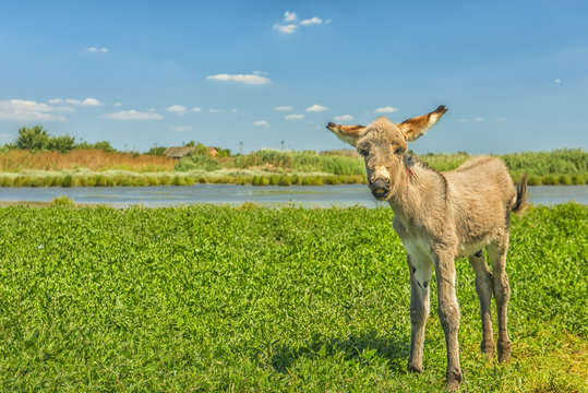 A small donkey cub on a green meadow by the river. Rural farmer simple landscape. Sunny bright day.
