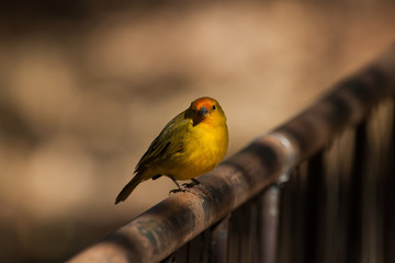Beautiful bright yellow bird: The saffron finch (Sicalis flaveola).