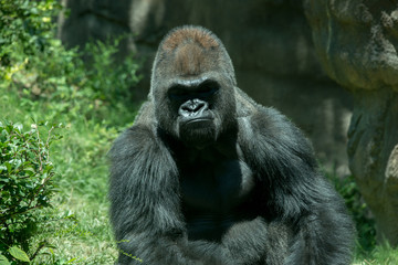 Gorilla