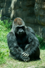 Gorilla