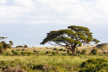 Fototapeta na wymiar Landscapes of savanna of Amboseli. Kenya, Africa