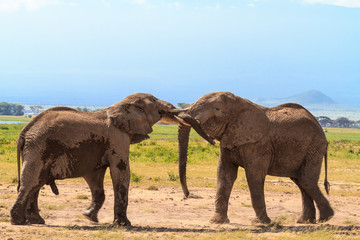 Meeting big elephants. Amboseli, Kenya