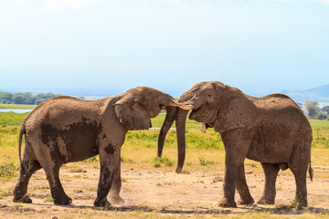 Fototapeta na wymiar Meeting old elephants. Amboseli, Kenya