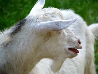 Fototapeta premium White hornless goat.