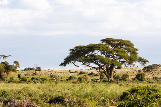 Landscapes of savanna of Amboseli. Kenya, Africa