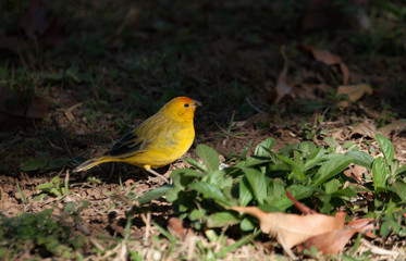 Beautiful bright yellow bird: The saffron finch (Sicalis flaveola), eating a insect.