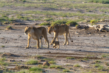 A large family of cats in the savannah Amboseli. Kenya