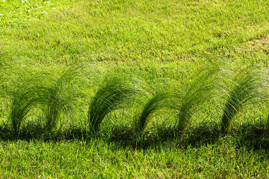 Tufts of a green grass on a lawn, natural backround