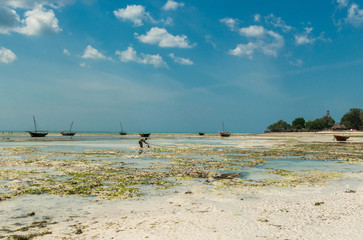 Fototapeta na wymiar fisherman taking anchore near fishing village coast in Zanzibar