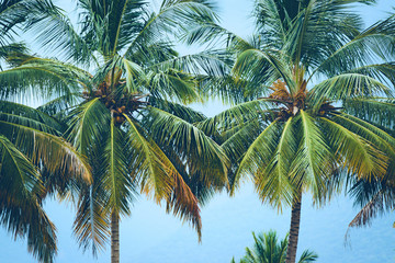 Fototapeta na wymiar Coconut trees on a nice sunny day