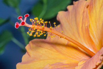 Yellow hibiscus flower on a blue background with green leaves in a macro.